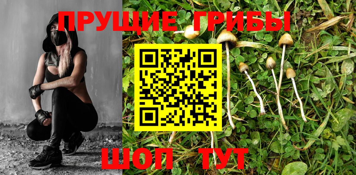 Славянск-на-Кубани  Галлюциногенные грибы MAGIC MUSHROOMS  Галлюциногенные грибы Cubensis  Вход с VPN 